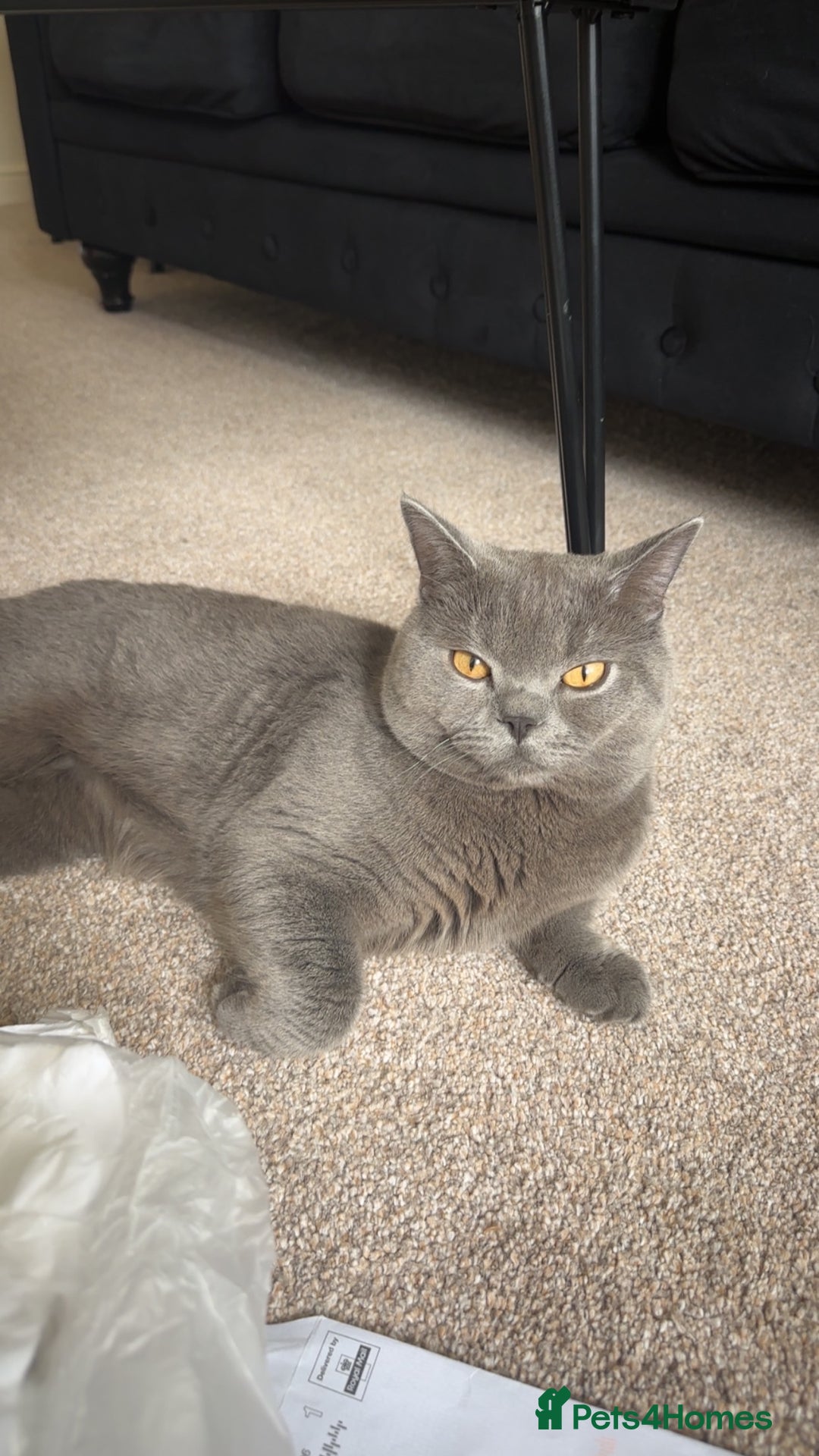 British Shorthair cats for stud: Big boy CJ Blu British short hair for stud  - Image 2