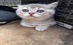British Longhair cats for sale: ✨ Three adorable British Short/longhair kittens  - Image 24