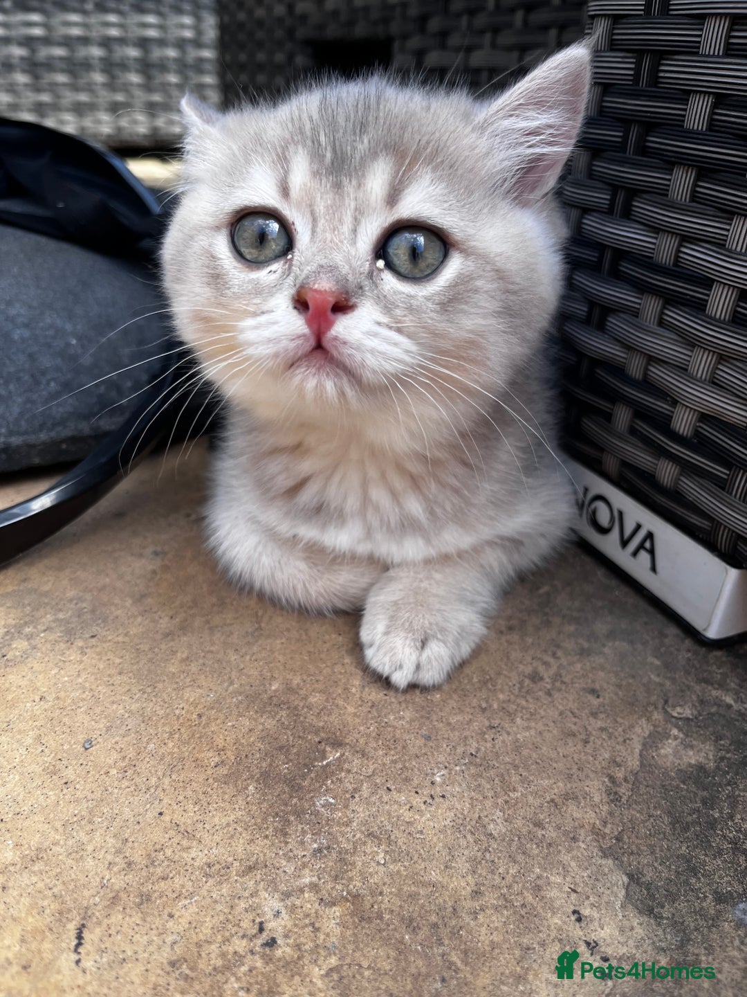British Longhair cats for sale: ✨ Three adorable British Short/longhair kittens  - Image 24