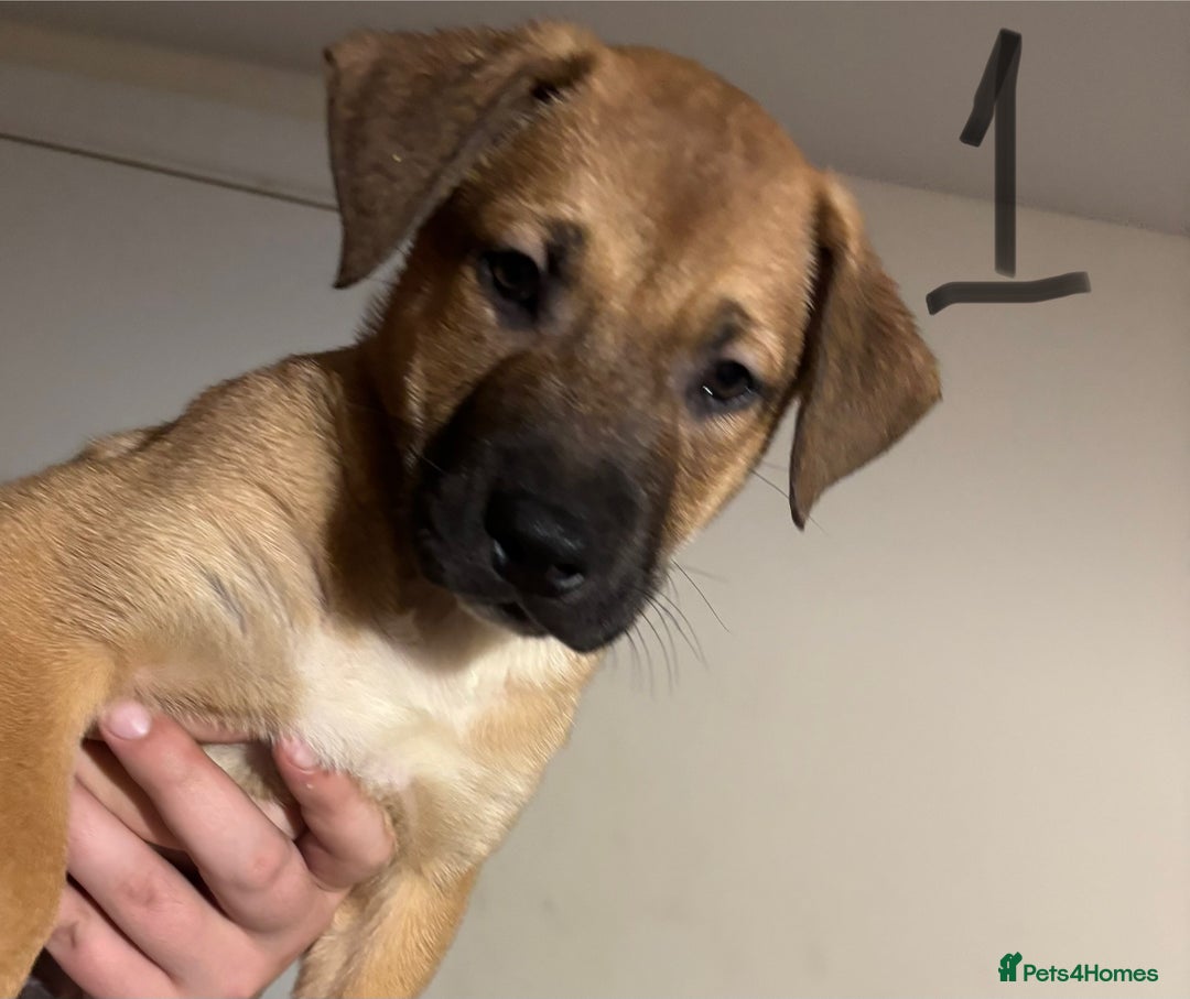 Mixed Breed dogs for sale: 8 week old German shepherd/ Labrador cross pups   - Image 1