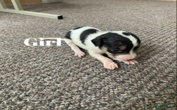 Jack Russell dogs for sale: Jack Russell puppy’s  - Image 9