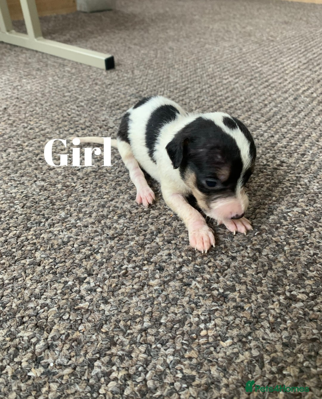 Jack Russell dogs for sale: Jack Russell puppy’s  - Image 9