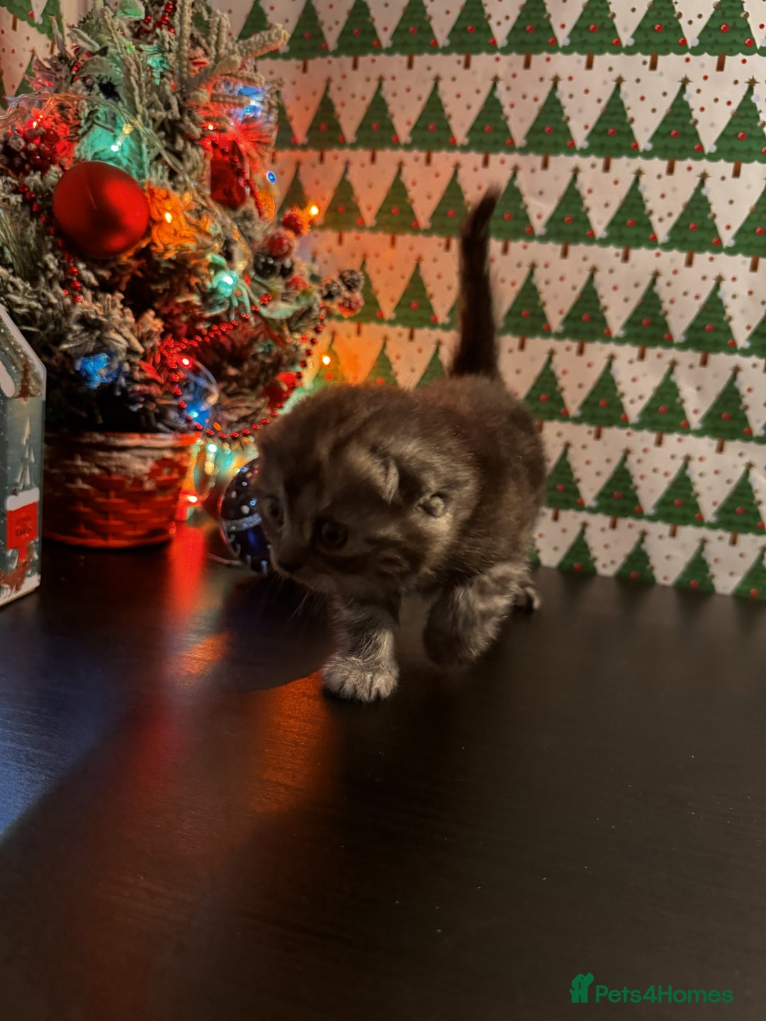 Scottish Fold cats for sale: 4 Beautiful Scottish Fold Kittens - Advert 8