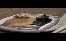 British Shorthair cats for sale: 2 loving cats in Scarborough - Image 10