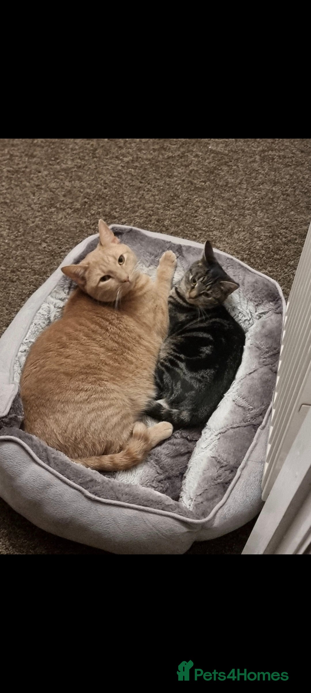 British Shorthair cats for sale: 2 loving cats in Scarborough - Image 10