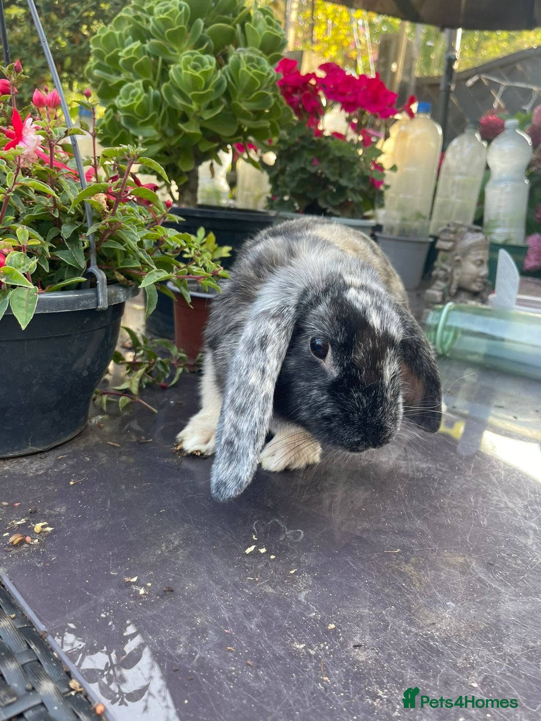 Mini Lop rabbits for sale: Rabbit  - Image 2