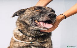 Mixed Breed dogs for adoption: 💔 A Kind Home for DALE - Image 1