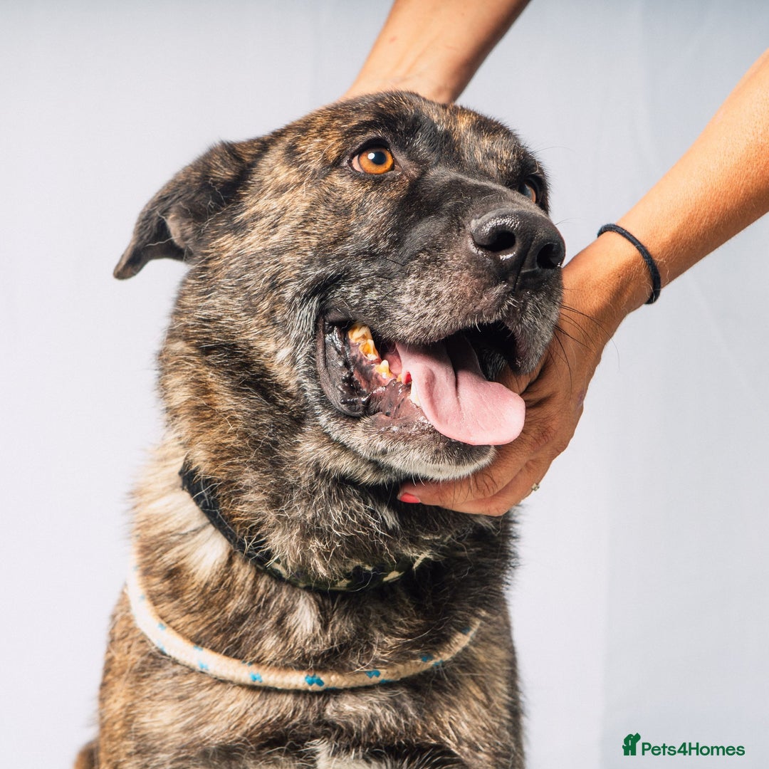 Mixed Breed dogs for adoption: 💔 A Kind Home for DALE - Image 1
