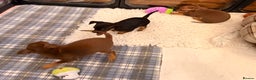 Russian Toy Terrier dogs for sale: Cutest little friend for life  - Advert 7
