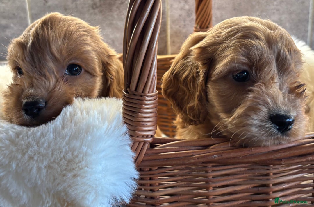 Cockapoo dogs for sale: Beautiful Cockapoo pups looking for forever homes in Treharris - Image 34