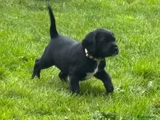 Mixed Breed dogs Last Girl left! Springador pups - Advert 14