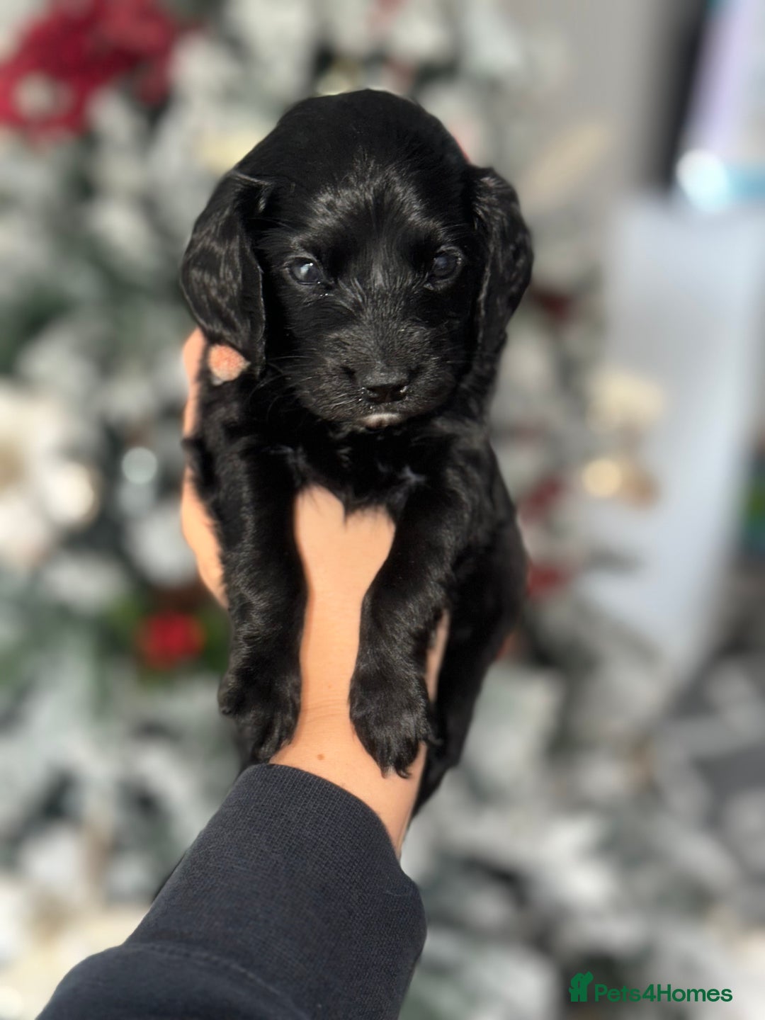 Cockapoo dogs for sale: Beautiful mixed Merle F2B Cockapoos  - Advert 15