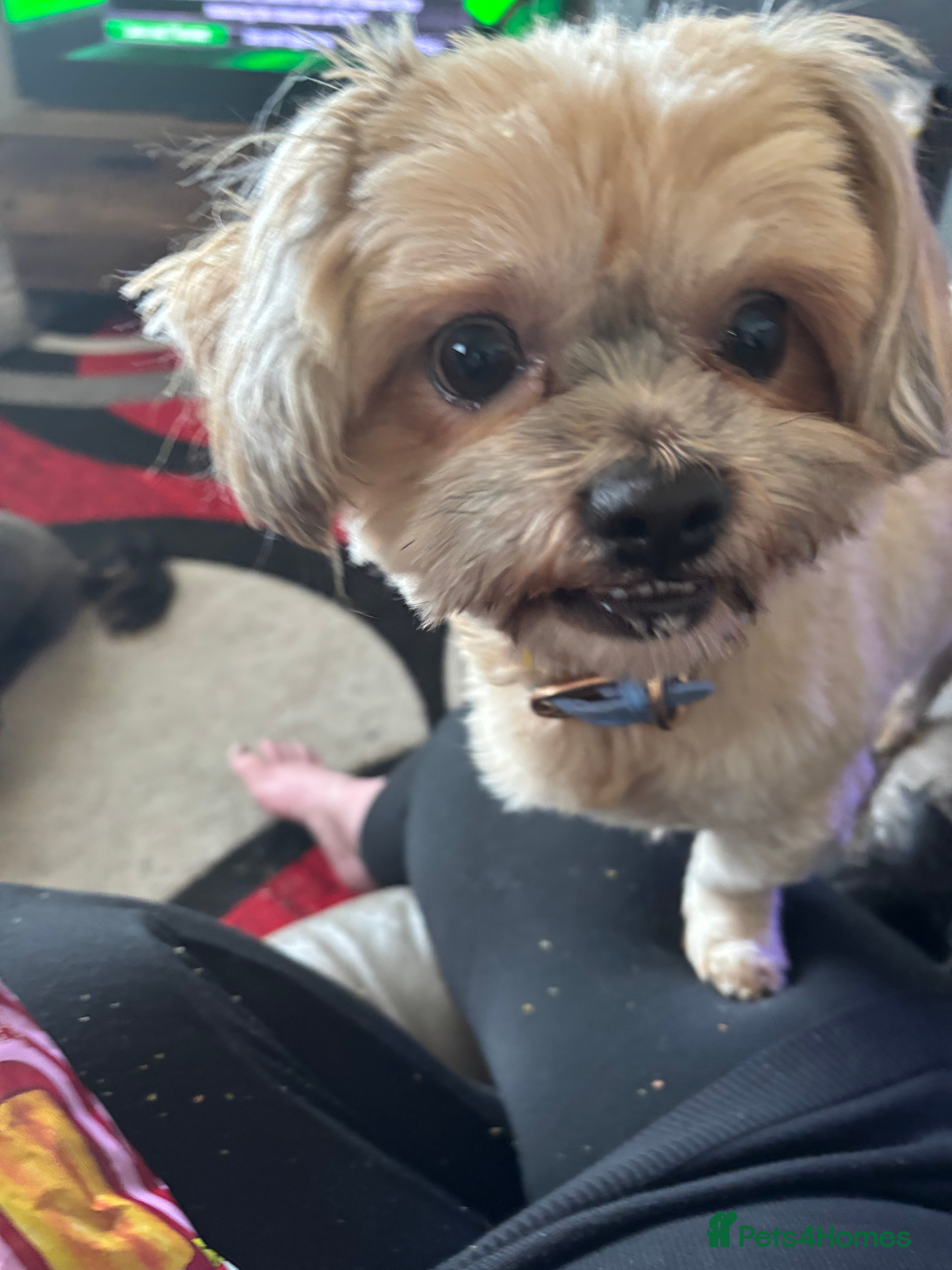 Shih Tzu dogs Charlie boy for stud - Advert 14