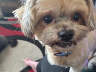 Shih Tzu dogs Charlie boy for stud - Advert 3