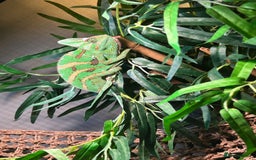 Chameleon reptiles for sale: Male chameleon loki  - Image 4
