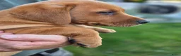 Labrador Retriever dogs for sale: Beautiful yellow/fox red pups with strong heads - Advert 11