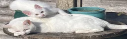 Turkish Van cats for sale: Gorgeous Turkish Van Kittens in Potters Bar - Advert 22