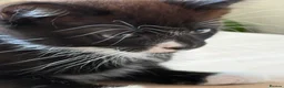 Mixed Breed cats for sale: Little kittens  - Advert 6