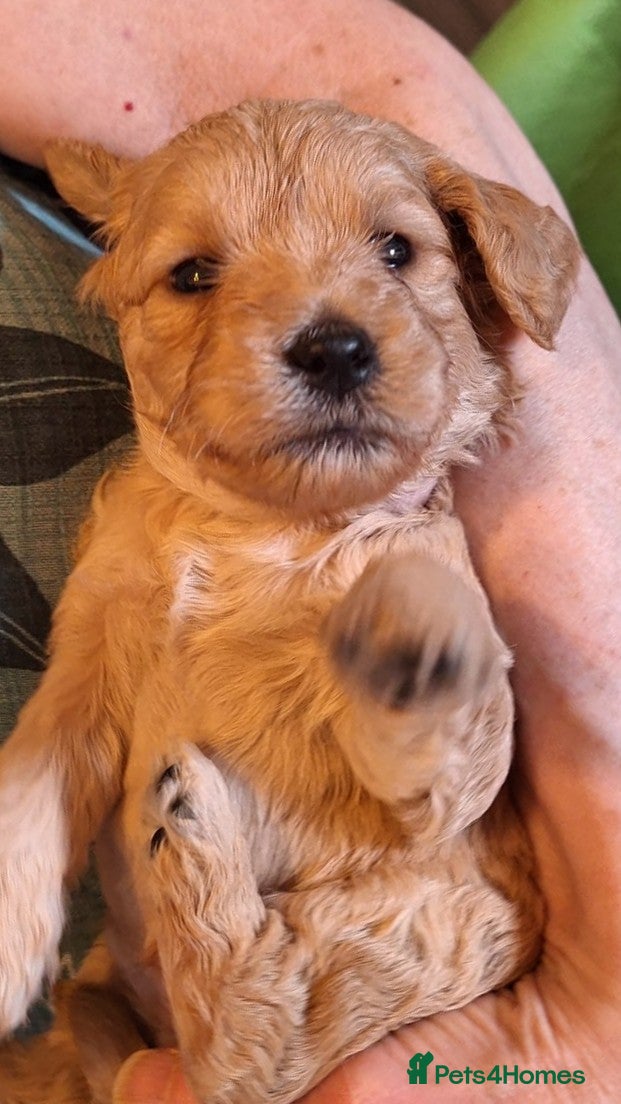 Mini Goldendoodle dogs Stunning Goldendoodles  - Advert 2
