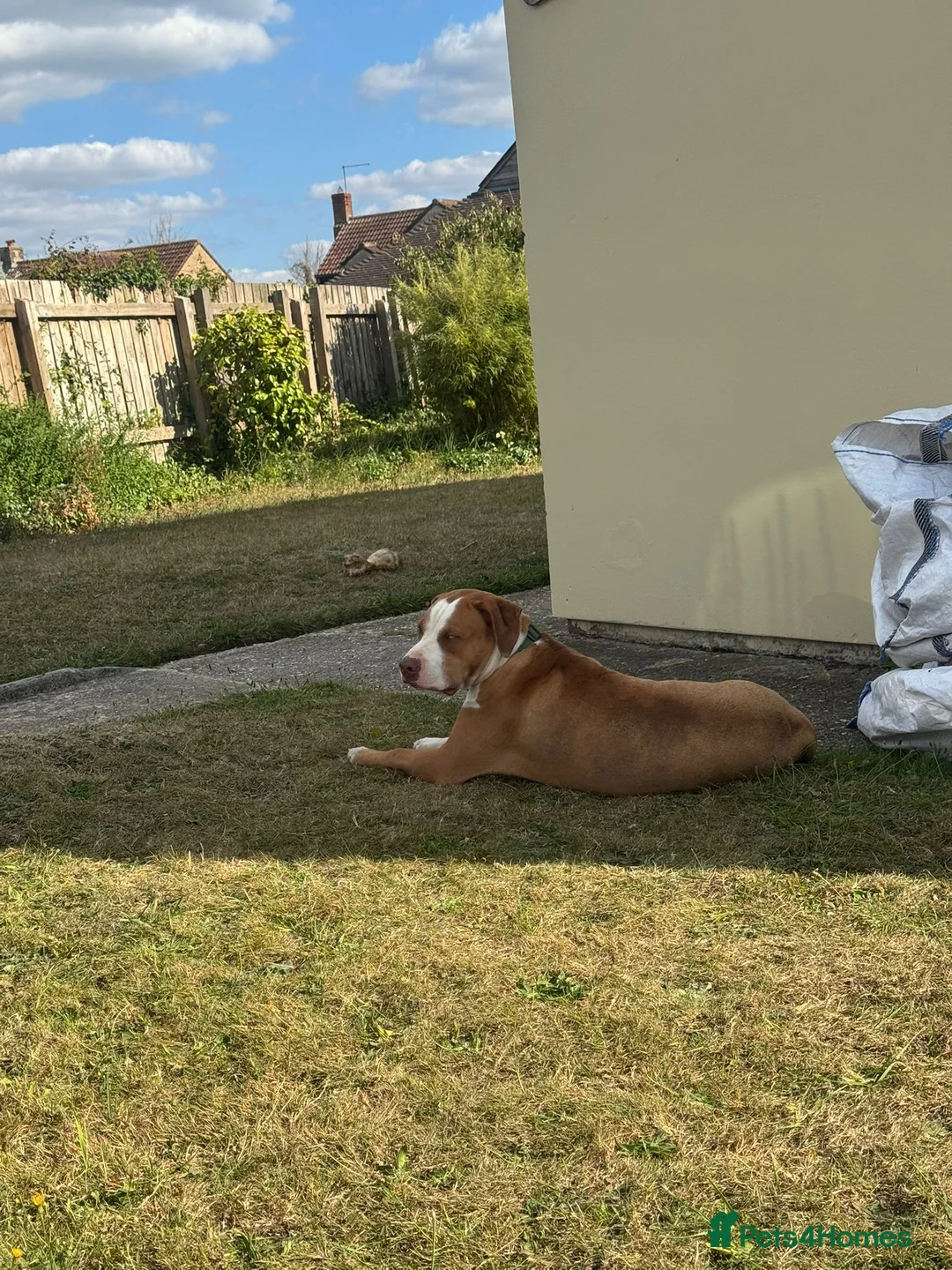 Mixed Breed dogs for sale: Catahoula Bulldog in Bournemouth - Advert 6