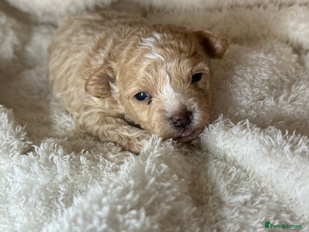 Maltipoo dogs for sale: F1 Maltipoo Boy  - Image 8