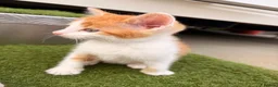 Mixed Breed cats for sale: 5 stunning kittens ready for a new home  in Waltham Cross - Advert 4