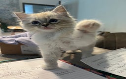 Ragdoll cats for sale: Ragdolls kittens  - Image 2