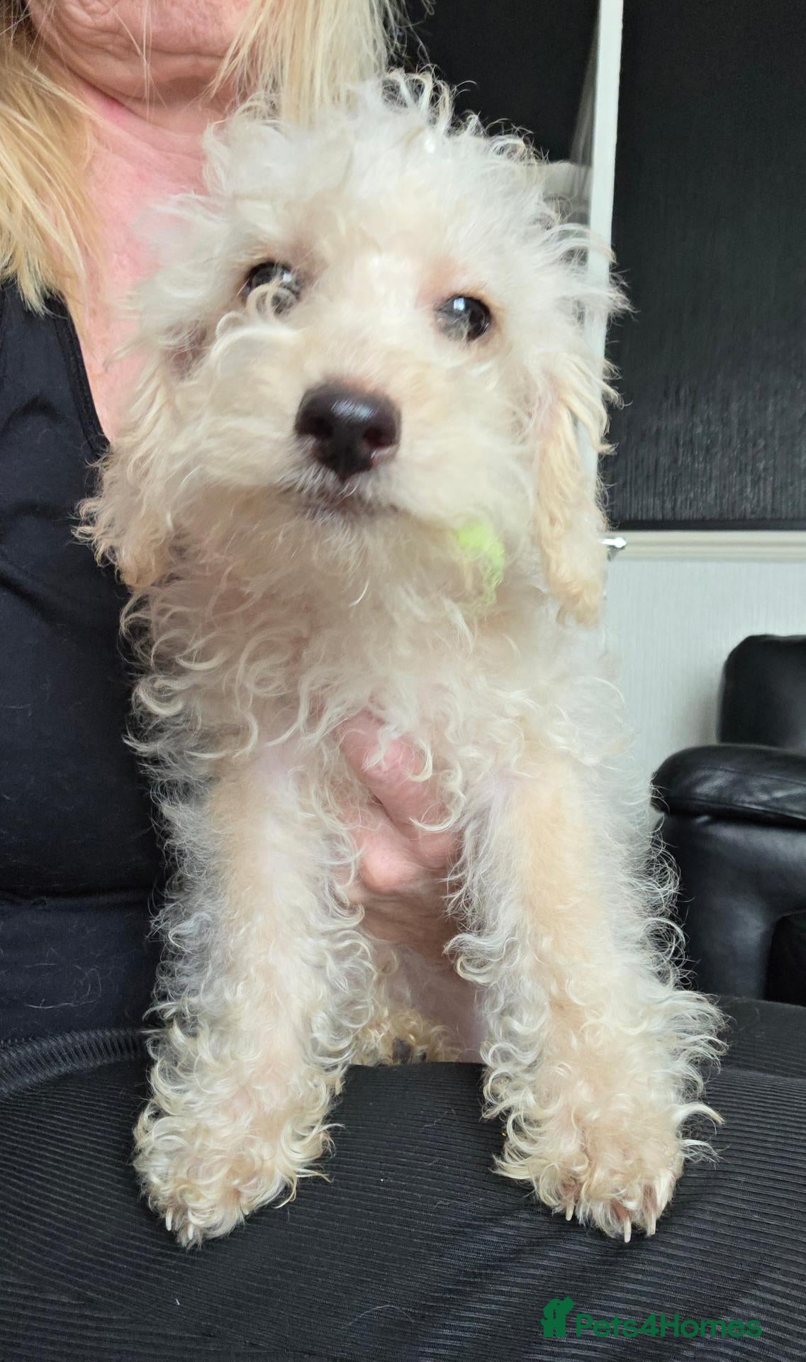 Jackapoo dogs Toy poodle 3/4 puppies  - Advert 3