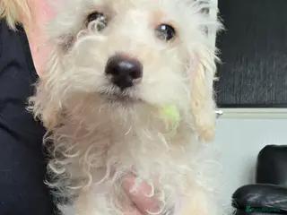 Jackapoo dogs Toy poodle 3/4 puppies - Advert 3