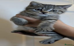 British Shorthair cats for sale:  Ready now. British shorthair kittens  - Image 20