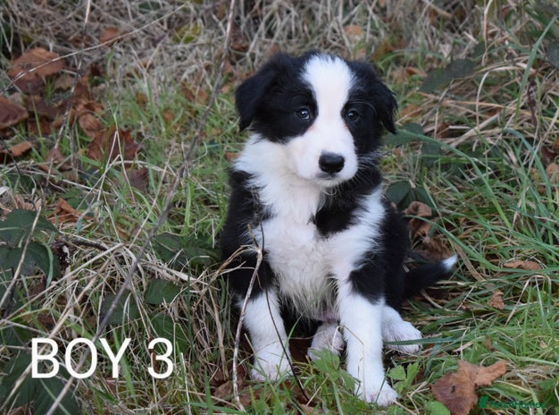 Border Collie dogs PEDIGREE BORDER COLLIE PUPPIES ISDS KC SHEEPDOG - Advert 2