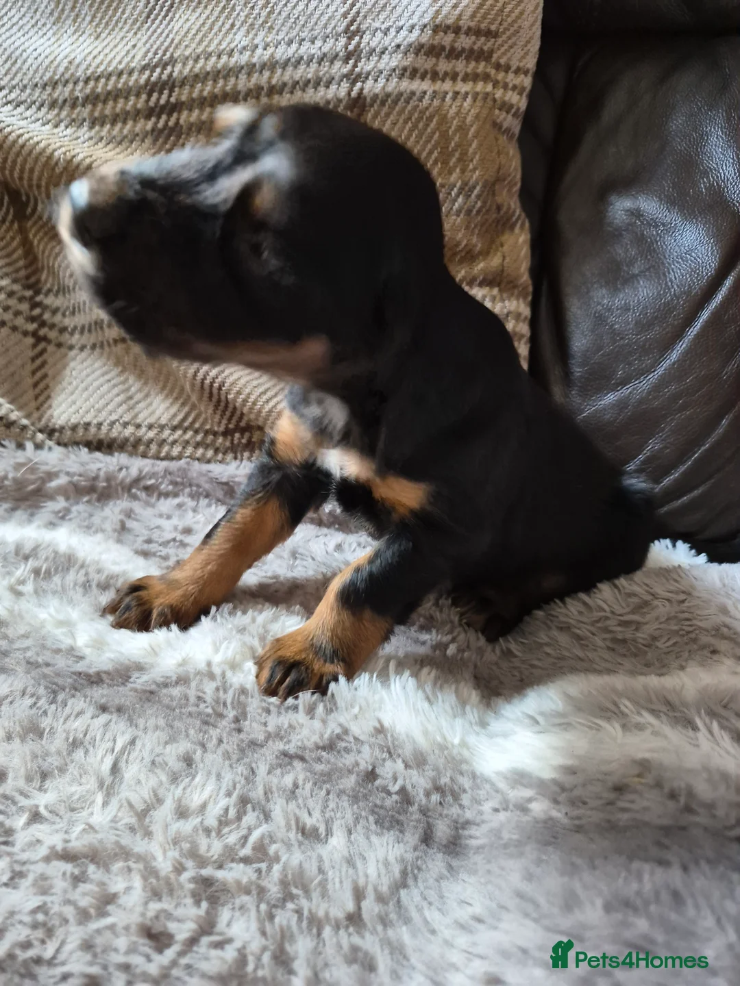 Cocker Spaniel dogs for sale: Stunning working bred cocker spaniels  - Advert 8