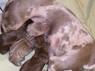 Miniature Dachshund dogs Miniature dachshund For sale - Advert 8