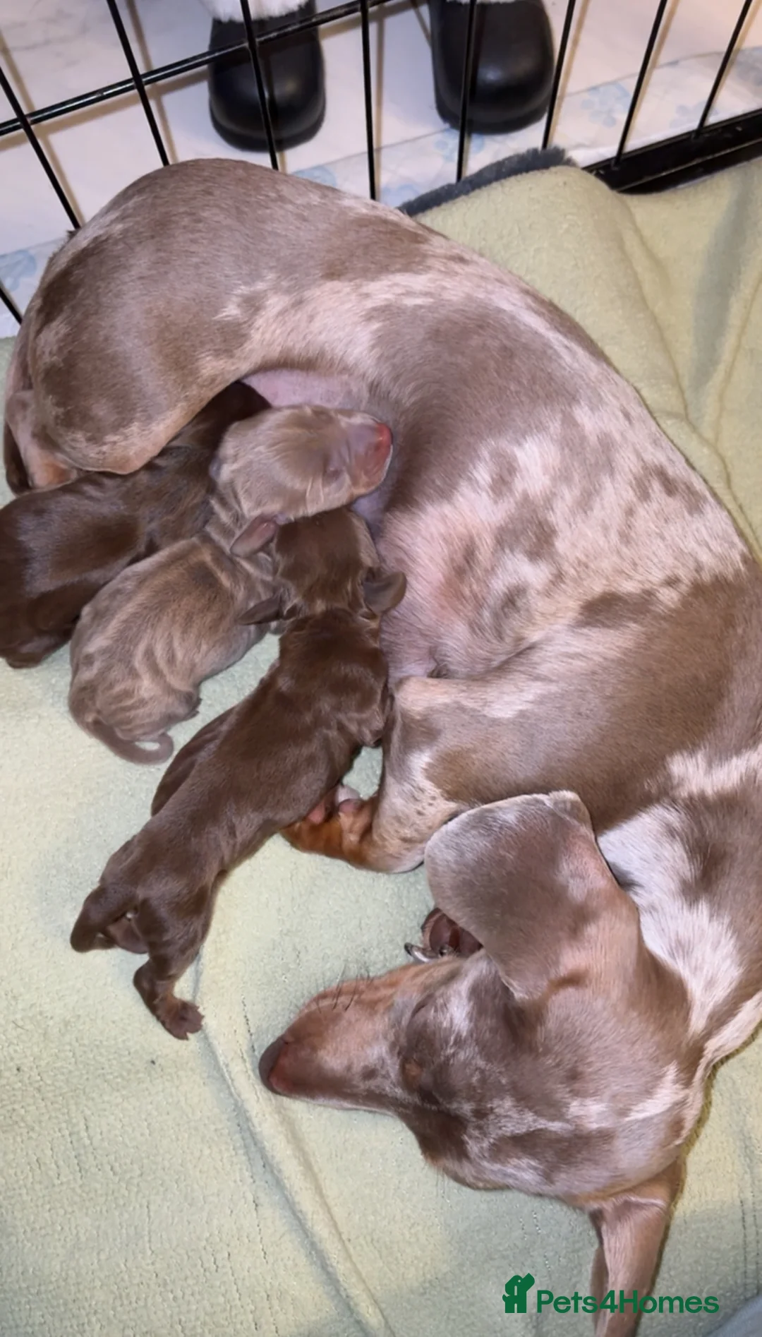 Miniature Dachshund dogs for sale: Miniature dachshund For sale  - Advert 1