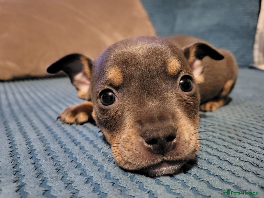 Mixed Breed dogs for sale: Staffordshire Bull Terrier Puppies-Female and Male in Bridgwater - Image 2