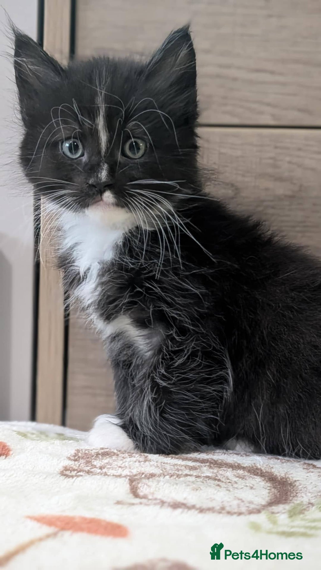 Maine Coon cats for sale: Maine Coon - Image 4