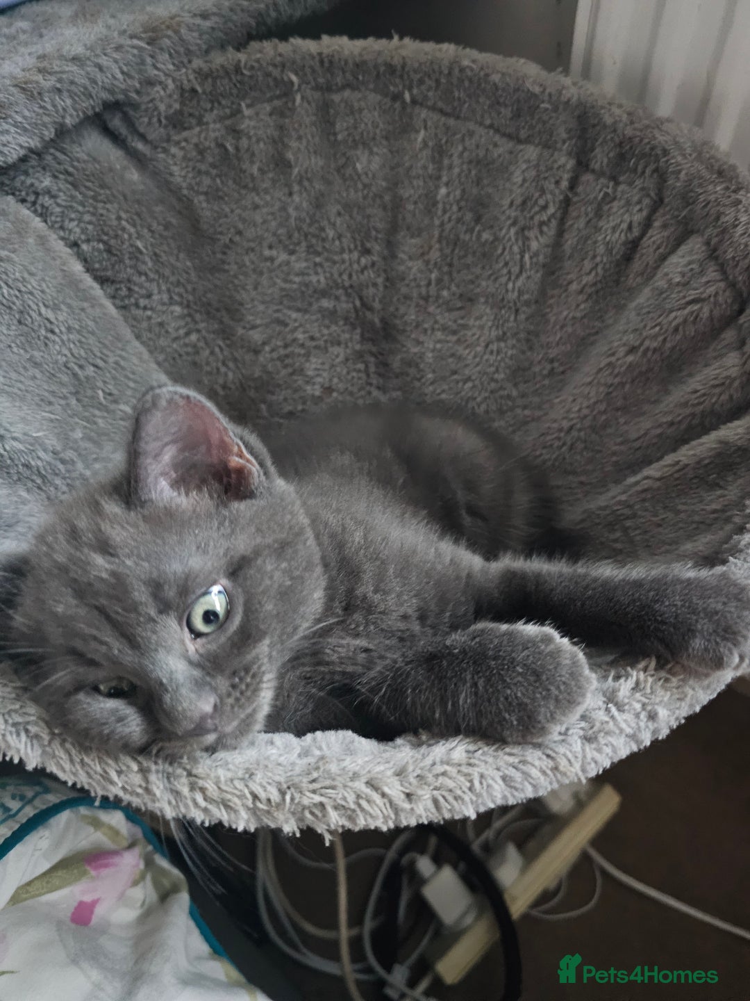 Ragdoll cats for sale: 2 grey boys half ragdoll  - Image 9