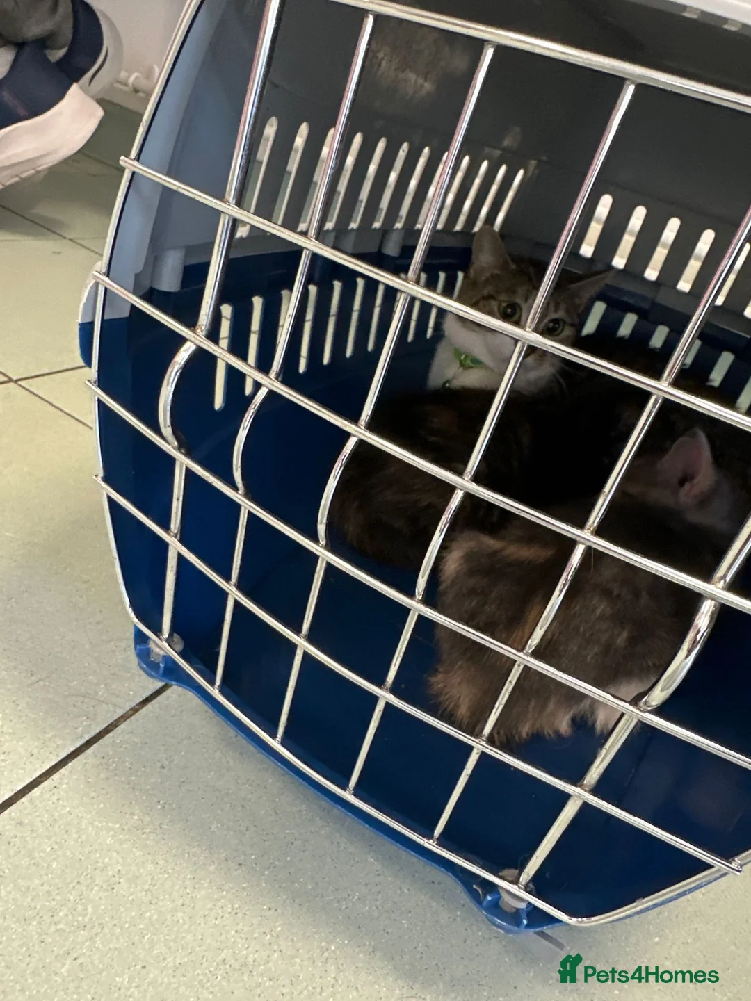 Mixed Breed cats for sale: Kitten for sale  in Chelmsford - Advert 2