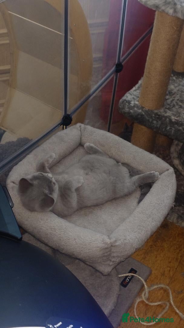 Scottish Fold cats Scottish straight girls ready for a new home🥰 - Advert 2