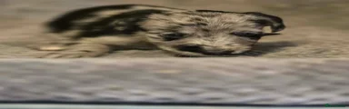 Mixed Breed 8