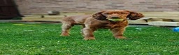 Cocker Spaniel dogs for sale: 8 month old Cocker Spaniel in Ellesmere Port - Advert 2