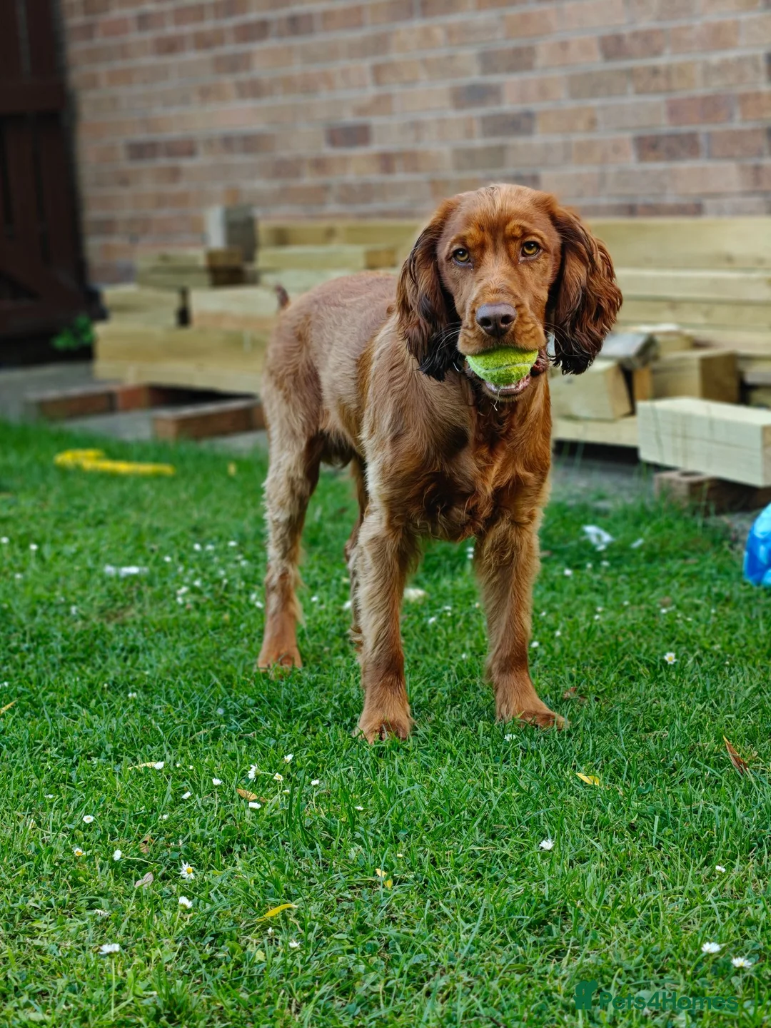 Cocker Spaniel dogs for sale: 8 month old Cocker Spaniel in Ellesmere Port - Advert 2