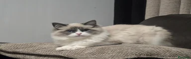 Ragdoll 4