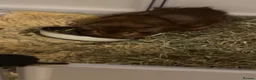 Guinea Pig rodents for sale: Two male guinea pigs in Stevenage - Advert 4