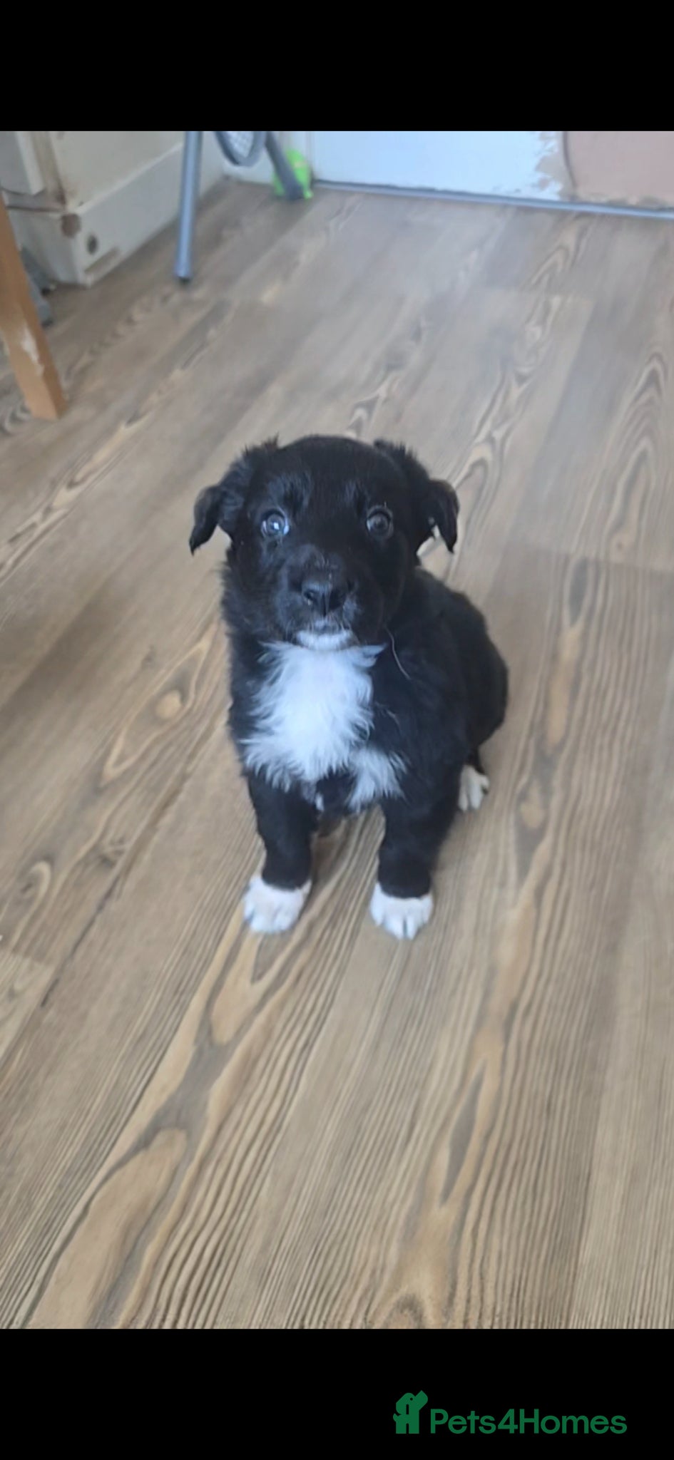 Mixed Breed dogs 💕8 black beautiful shollie pups💕 - Advert 17