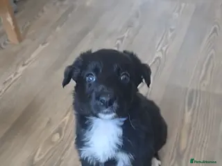 Mixed Breed dogs 💕8 black beautiful shollie pups💕 - Advert 17