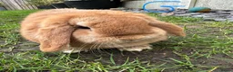 Mini Lop rabbits for sale: Mini Lop Rabbits For Sale  - Advert 12