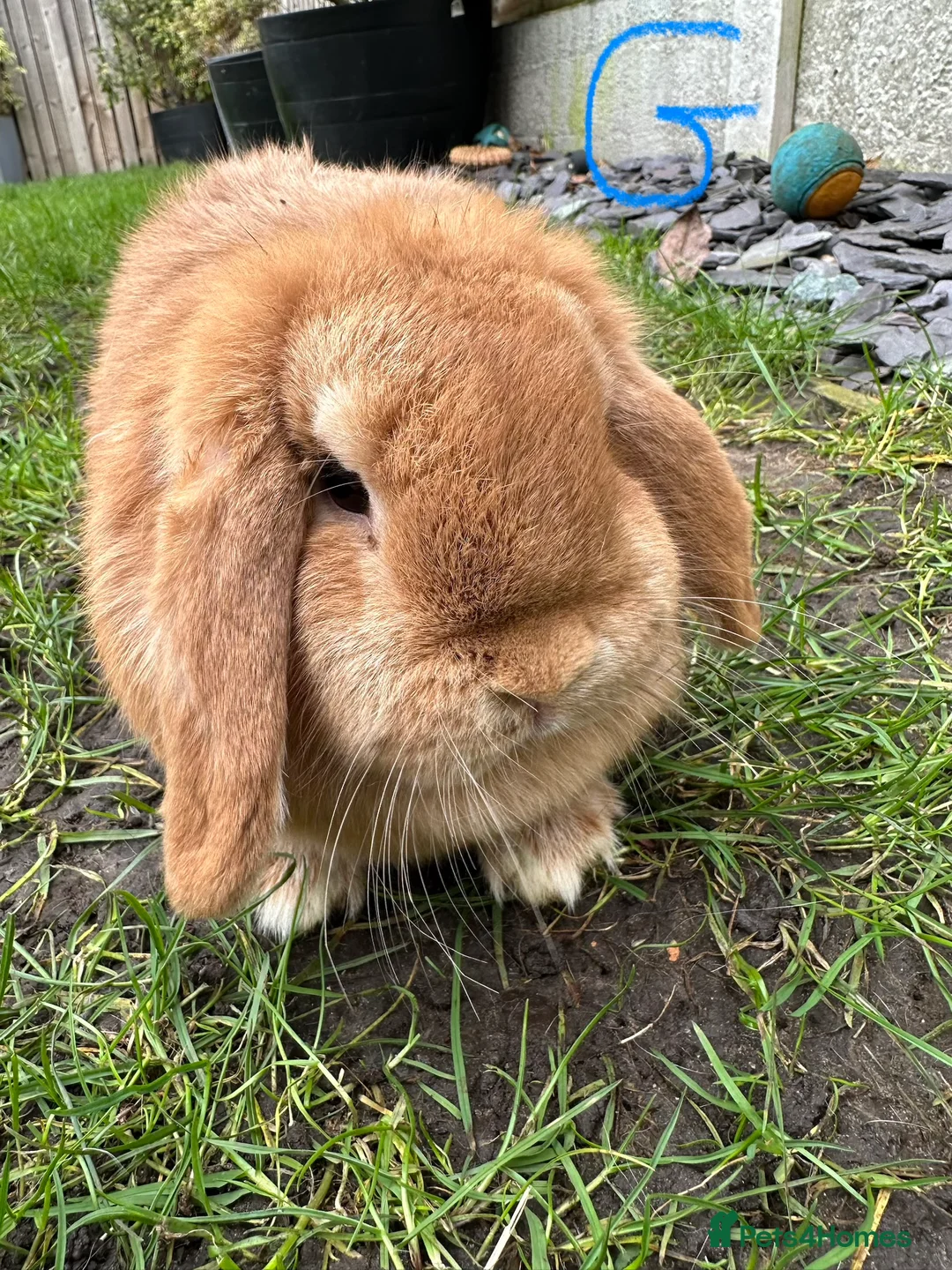 Mini Lop rabbits for sale: Mini Lop Rabbits For Sale  - Advert 12
