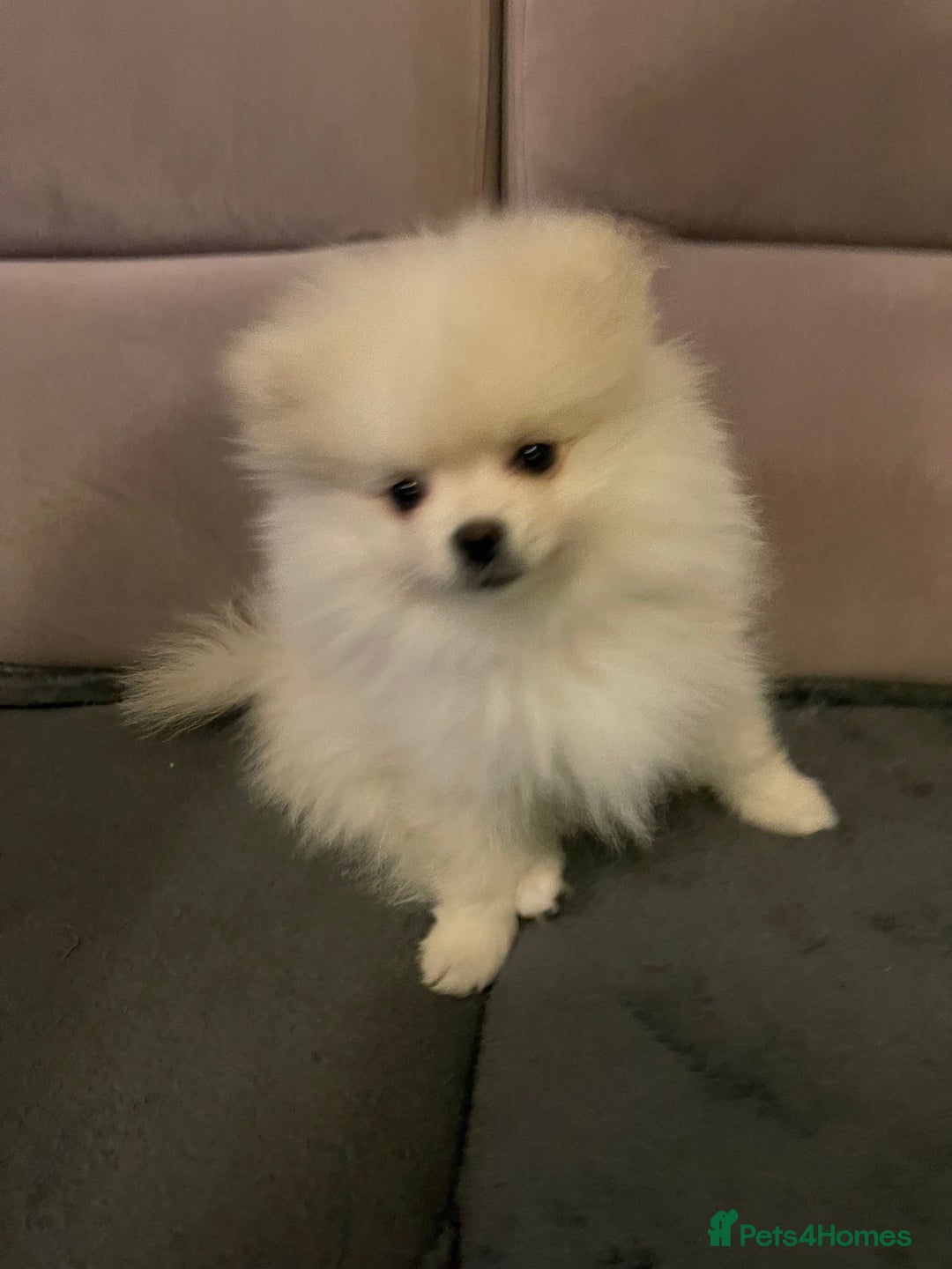 Pomeranian dogs for sale: Pomeranian Puppies – Ready Now - Advert 32