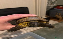 Tortoise reptiles for sale: Horsefield tortoise - Advert 2